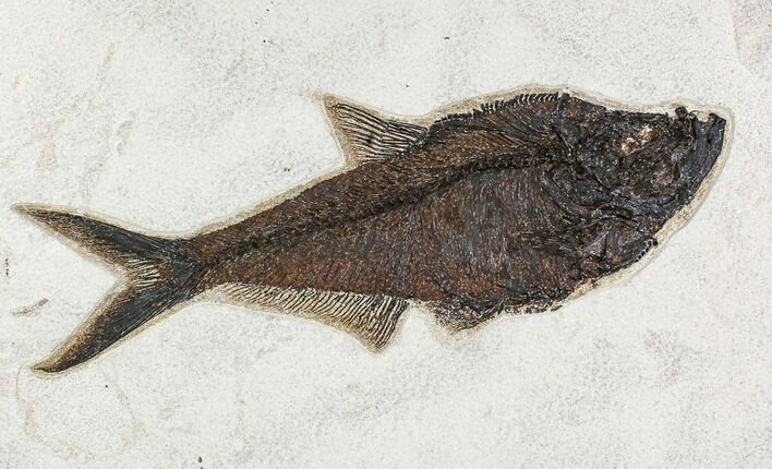 Fossil Fish (Diplomystus) From Inch Layer - Top Quality #107469